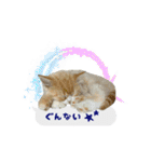 うちのあにまるず2！（個別スタンプ：4）