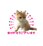 うちのあにまるず2！（個別スタンプ：5）