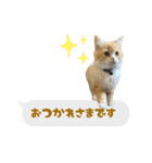 うちのあにまるず2！（個別スタンプ：6）