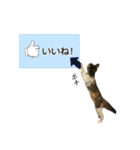 うちのあにまるず2！（個別スタンプ：7）