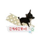 うちのあにまるず2！（個別スタンプ：8）