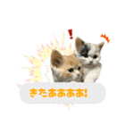 うちのあにまるず2！（個別スタンプ：10）