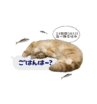 うちのあにまるず2！（個別スタンプ：11）