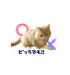 うちのあにまるず2！（個別スタンプ：12）