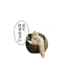 うちのあにまるず2！（個別スタンプ：13）
