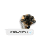 うちのあにまるず2！（個別スタンプ：14）