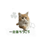 うちのあにまるず2！（個別スタンプ：16）