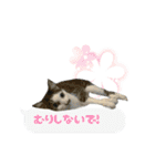 うちのあにまるず2！（個別スタンプ：19）