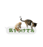 うちのあにまるず2！（個別スタンプ：20）