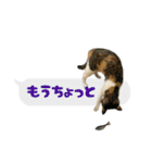 うちのあにまるず2！（個別スタンプ：22）