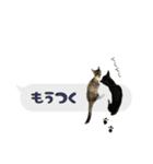 うちのあにまるず2！（個別スタンプ：23）