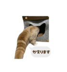 うちのあにまるず2！（個別スタンプ：24）