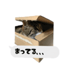 うちのあにまるず2！（個別スタンプ：25）