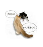 うちのあにまるず2！（個別スタンプ：27）