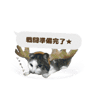 うちのあにまるず2！（個別スタンプ：28）