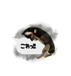 うちのあにまるず2！（個別スタンプ：29）