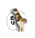 うちのあにまるず2！（個別スタンプ：30）