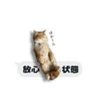 うちのあにまるず2！（個別スタンプ：34）