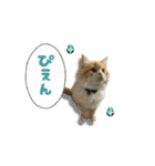 うちのあにまるず2！（個別スタンプ：35）