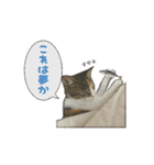 うちのあにまるず2！（個別スタンプ：37）