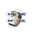 うちのあにまるず2！（個別スタンプ：38）