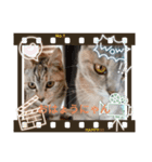catスタンプ（個別スタンプ：3）