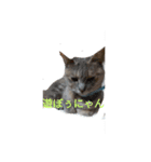 catスタンプ（個別スタンプ：4）
