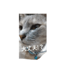 catスタンプ（個別スタンプ：8）