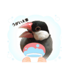 桜文鳥ごま丸 スタンプ コロナ自粛ver.（個別スタンプ：11）
