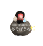 桜文鳥ごま丸 スタンプ コロナ自粛ver.（個別スタンプ：16）