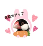 桜文鳥ごま丸 スタンプ コロナ自粛ver.（個別スタンプ：20）