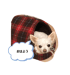 クロエのひとこと（個別スタンプ：16）