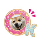 のんびり柴犬スタンプ（個別スタンプ：1）