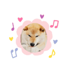 のんびり柴犬スタンプ（個別スタンプ：2）