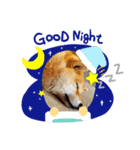 のんびり柴犬スタンプ（個別スタンプ：7）