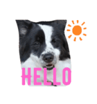 挨拶DOG（個別スタンプ：1）