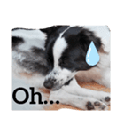挨拶DOG（個別スタンプ：2）