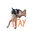 挨拶DOG（個別スタンプ：3）