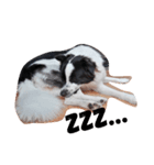 挨拶DOG（個別スタンプ：4）