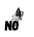 挨拶DOG（個別スタンプ：5）