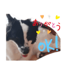 挨拶DOG（個別スタンプ：8）