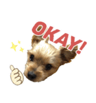 ディルのまいにち。（個別スタンプ：4）