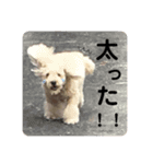 愛しすぎる私のわんこ（個別スタンプ：11）