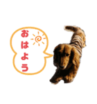 ダックス・BON3（個別スタンプ：2）