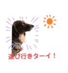 ダックス・BON3（個別スタンプ：3）