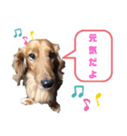 ダックス・BON3（個別スタンプ：4）