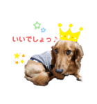 ダックス・BON3（個別スタンプ：5）