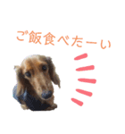 ダックス・BON3（個別スタンプ：7）