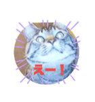メタボ猫ですけどシリーズ3（個別スタンプ：1）