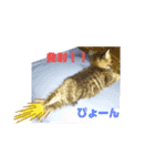 メタボ猫ですけどシリーズ3（個別スタンプ：2）